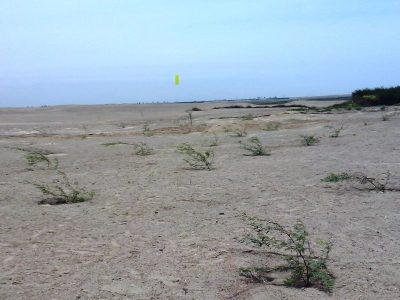 Coastal Dry Forest, Razuri La Libertad (1)